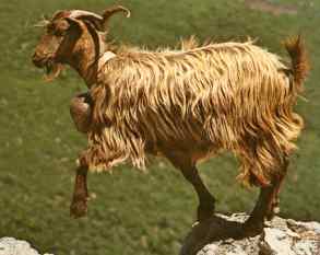 goat (capra)